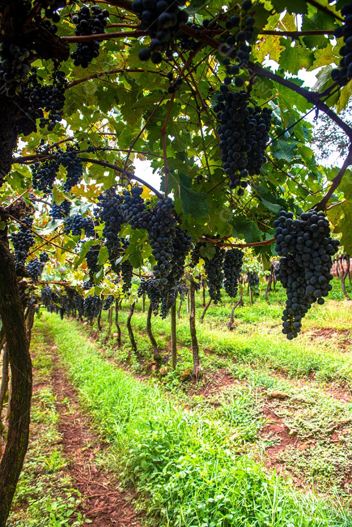 Vinhedos da Região de Pinto Bandeira, Rio Grande do Sul, durante a safra de março. O maior estado produtor de uvas do Brasil.