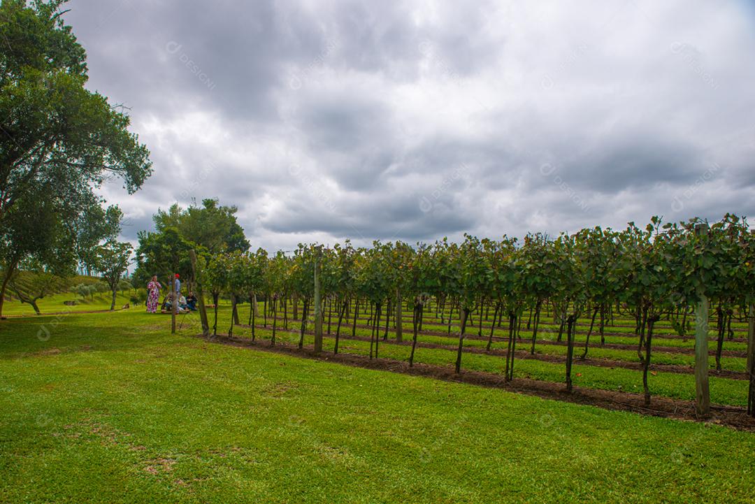 Festival da Colheita realizado no vinhedo do Centro Tecnológico da Vinicola Aurora em Pinto Bandeira, Rio Grande do Sul.