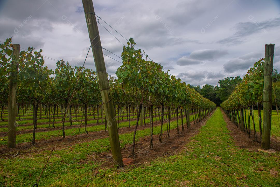 Festival da Colheita realizado no vinhedo do Centro Tecnológico da Vinicola Aurora em Pinto Bandeira, Rio Grande do Sul.