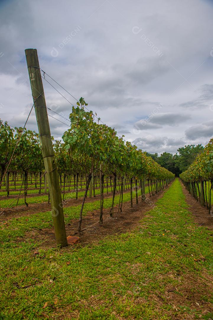Harvest Festival held in the vineyard of the Centro Tecnológico da Vinicola Aurora in Pinto Bandeira, Rio Grande do Sul.