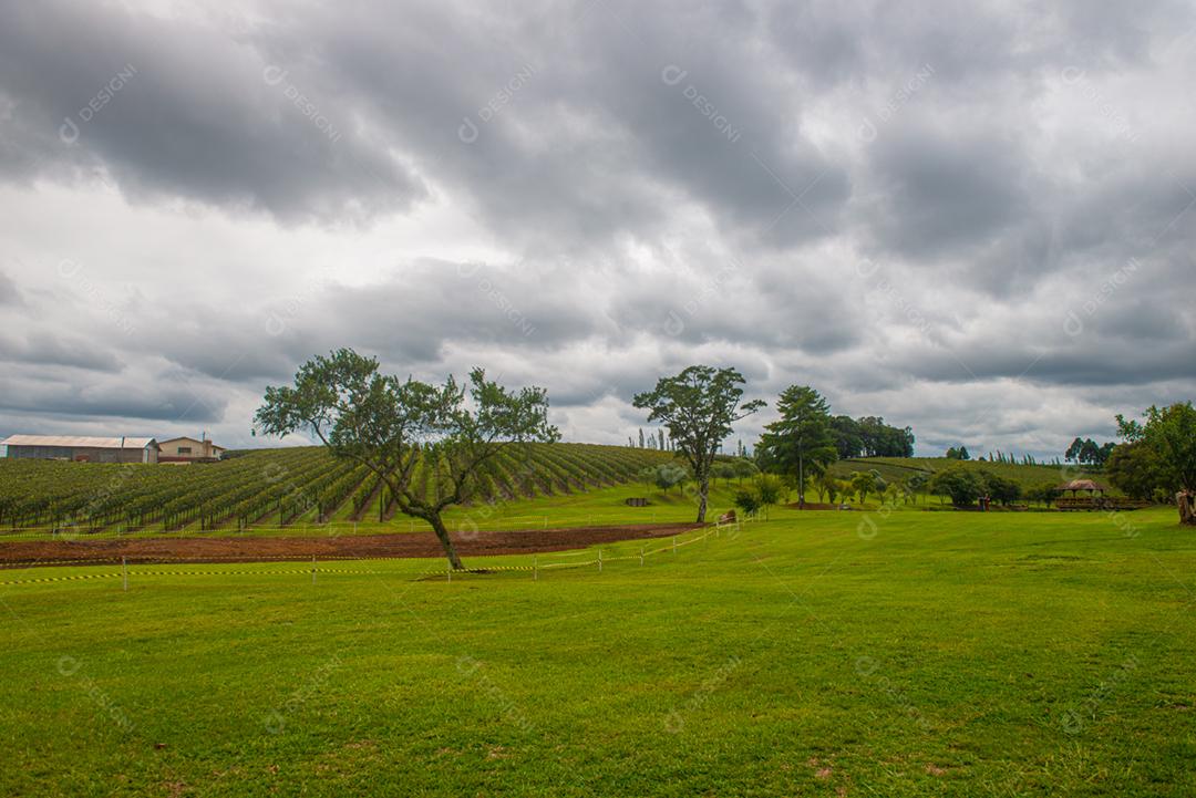 Festival da Colheita realizado no vinhedo do Centro Tecnológico da Vinicola Aurora em Pinto Bandeira, Rio Grande do Sul.