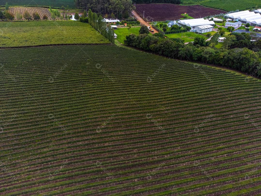 Festival da Colheita realizado no vinhedo do Centro Tecnológico da Vinicola Aurora em Pinto Bandeira, Rio Grande do Sul.