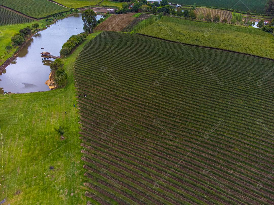 Festival da Colheita realizado no vinhedo do Centro Tecnológico da Vinicola Aurora em Pinto Bandeira, Rio Grande do Sul.