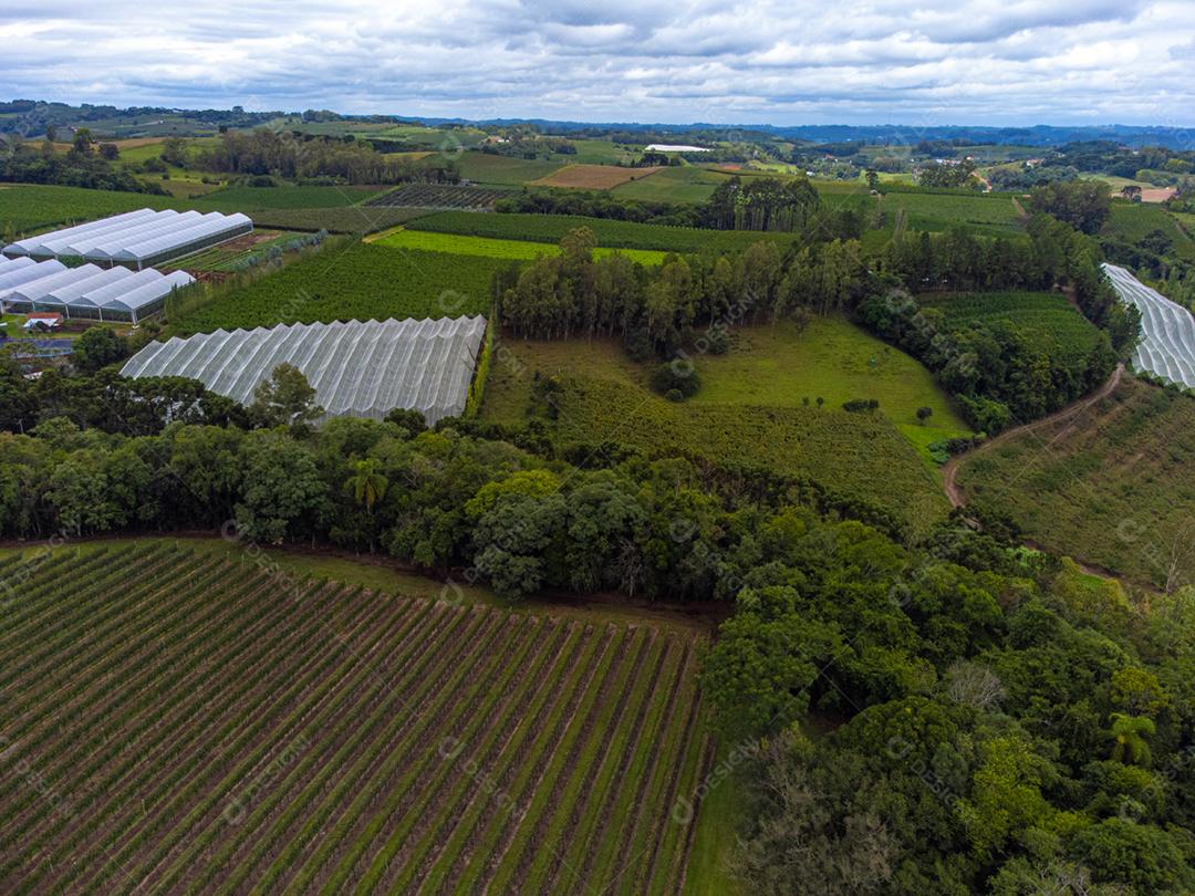 Festival da Colheita realizado no vinhedo do Centro Tecnológico da Vinicola Aurora em Pinto Bandeira, Rio Grande do Sul.