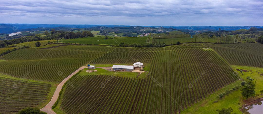 Festival da Colheita realizado no vinhedo do Centro Tecnológico da Vinicola Aurora em Pinto Bandeira, Rio Grande do Sul.
