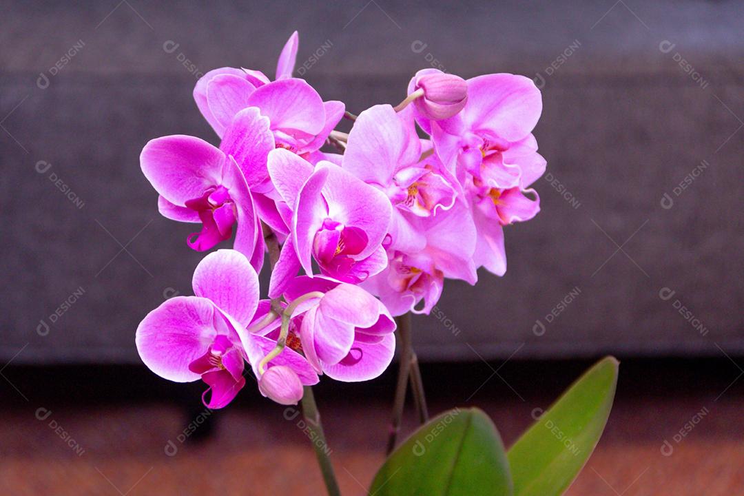 Flores flor planta orquidea sobre fundo desfocado