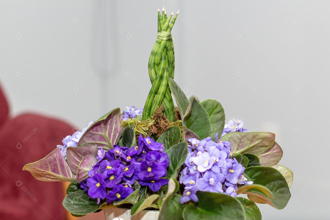 Flor plantas viola sobre jardim flores roxas