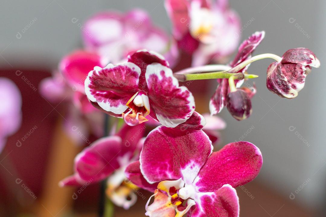 Flor vermelha sobre fundo desfocado orquidea