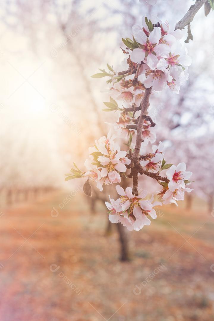 Flor de amêndoa flores planta