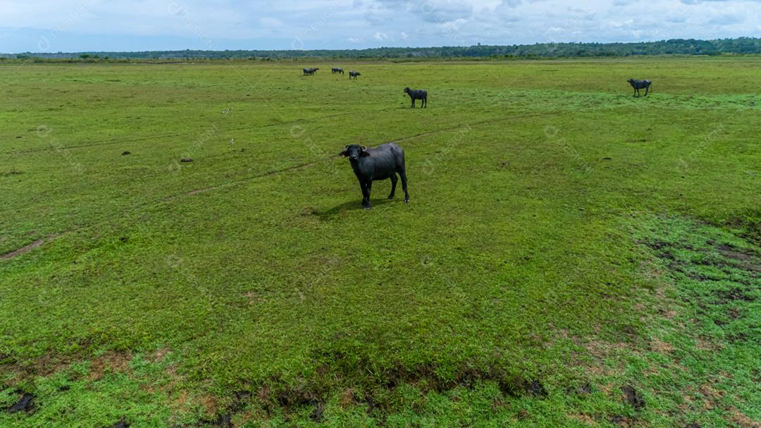 Um grupo de búfalos se alimentando nos campos verdes