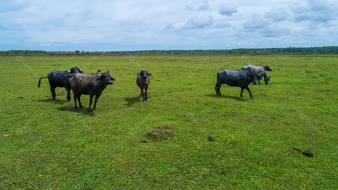 Um grupo de búfalos se alimentando nos campos verdes