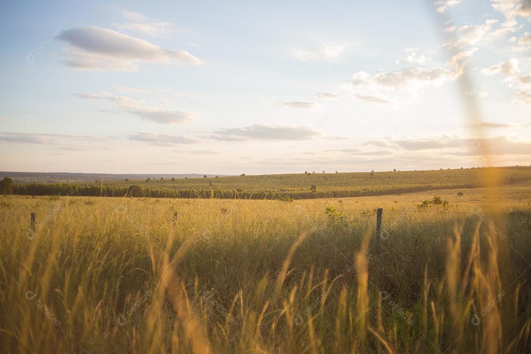 Paisagem linda no campo ao sol nascente. Natureza