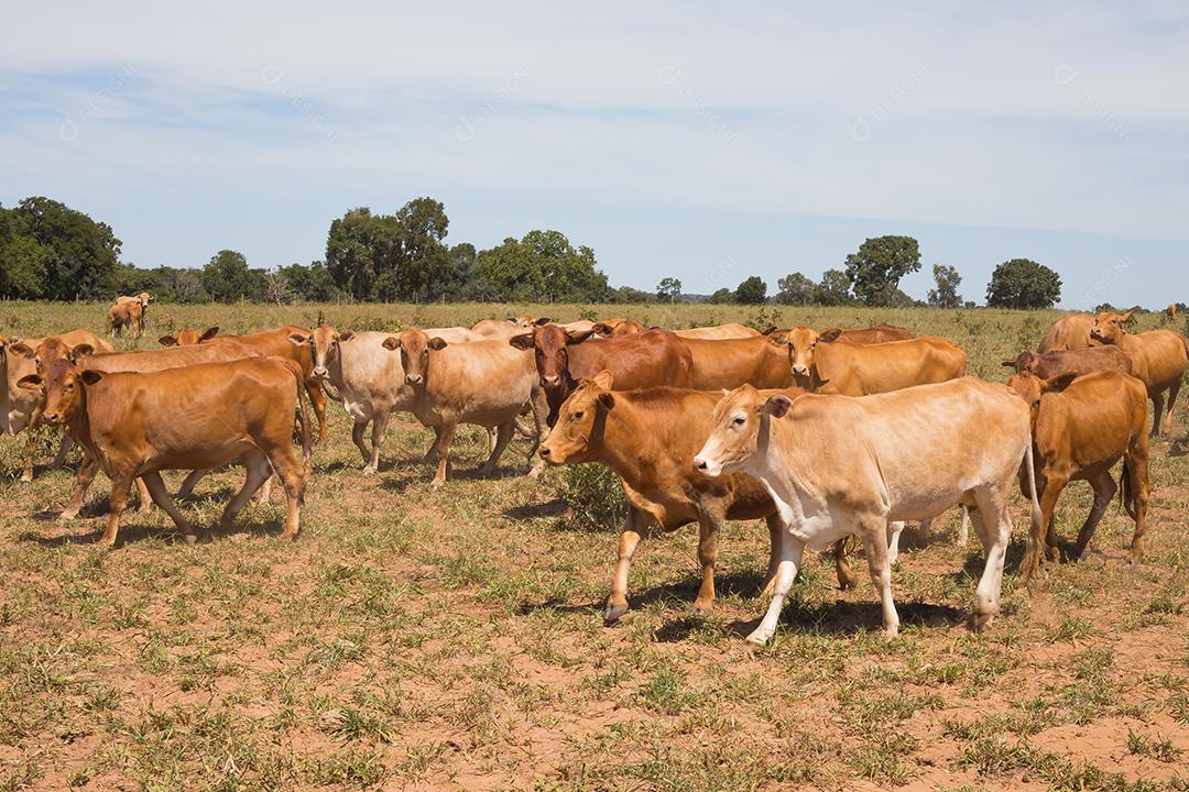Gado. Gados sendo conduzido por estrada de terra no semiárido do Nordeste brasileiro. Boa Ventura, Paraíba, Brasil