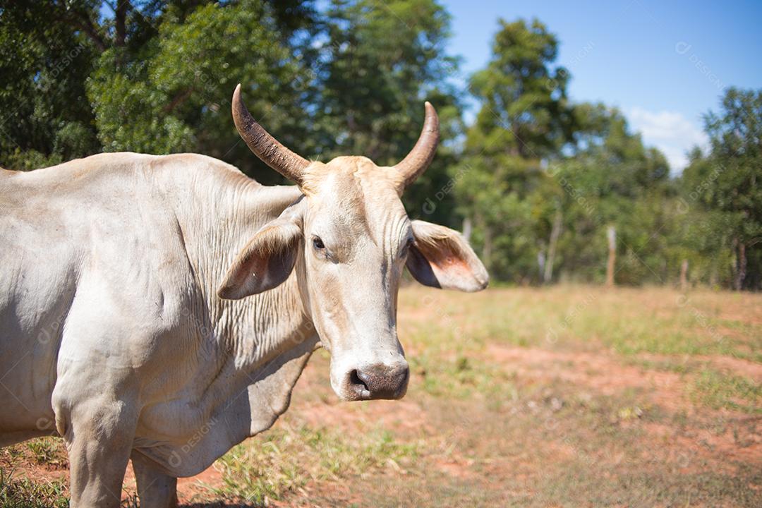 Gado. Gado Nelore no pasto em Piloes, Paraíba, Brasil