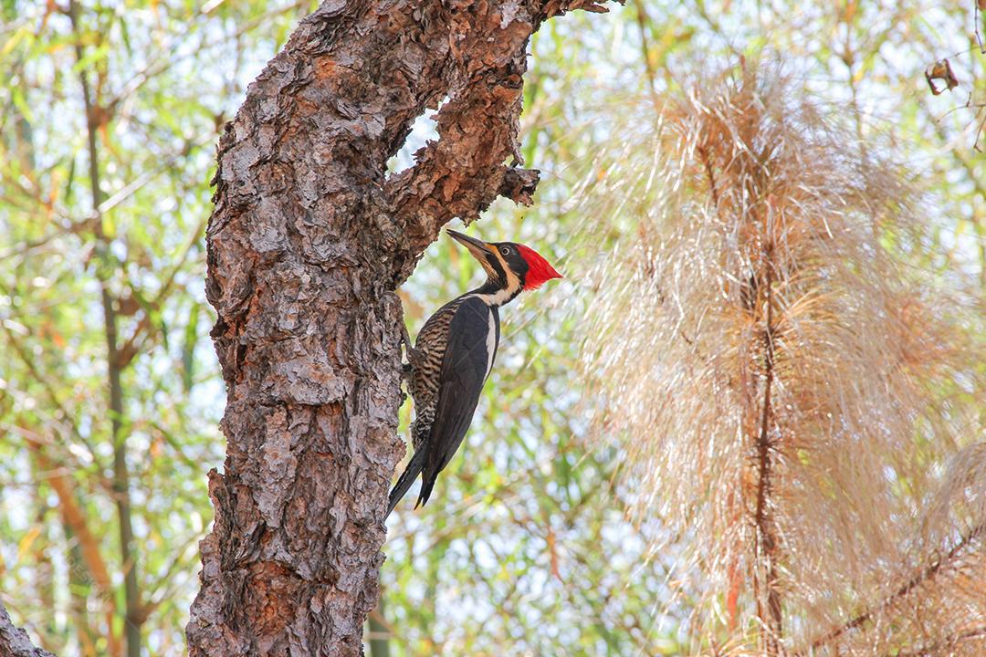 O pica-pau-orelhudo ou pica-pau-de-penacho-vermelho