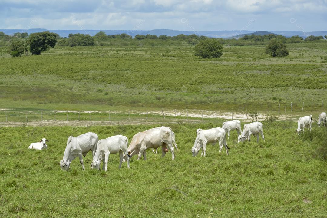 Gado. Gado Nelore em Araruna, Paraíba, Brasil