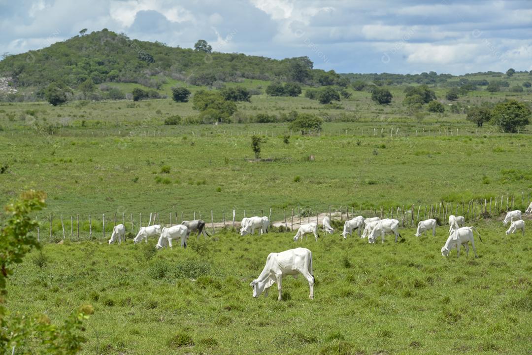 Gado. Gado Nelore em Araruna, Paraíba, Brasil
