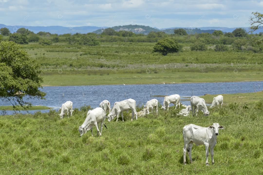 Gado. Gado Nelore em Araruna, Paraíba, Brasil