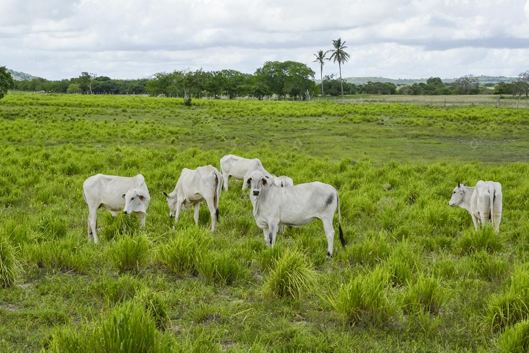 Gado. Gado Nelore em Araruna, Paraíba, Brasil