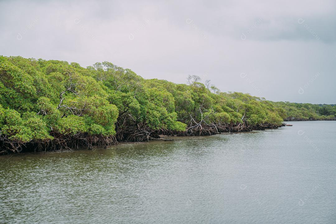Floresta de mangue, folhagem verde acima da linha dágua e raízes com vida marinha subaquática