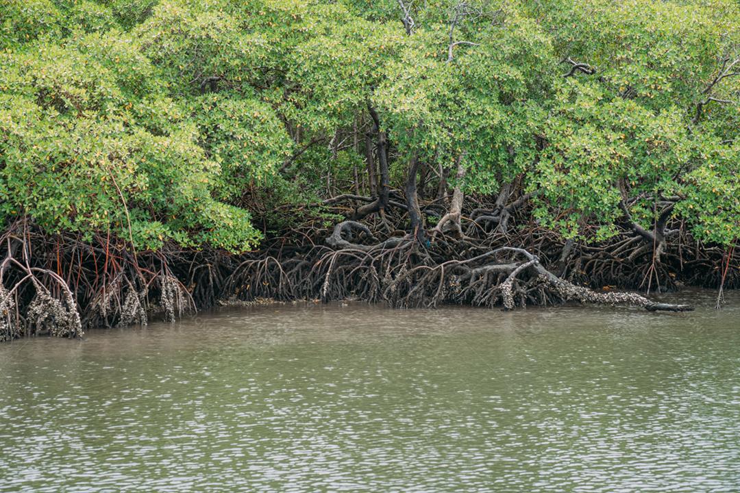 Floresta de mangue, folhagem verde acima da linha dágua e raízes com vida marinha subaquática