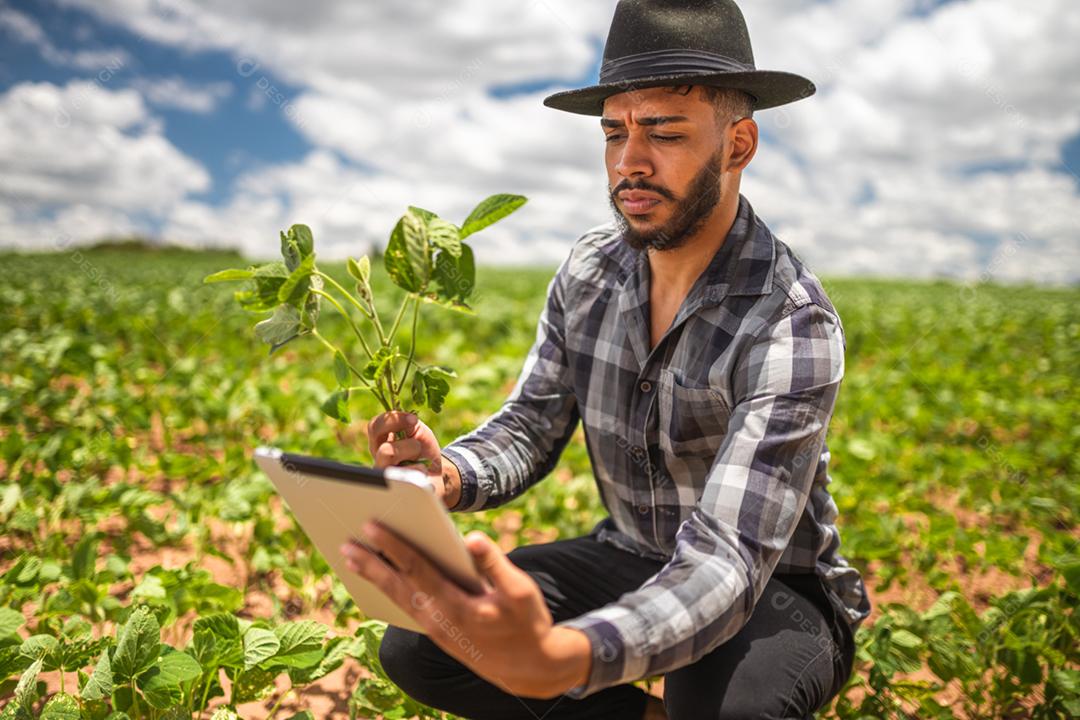 Agricultor latino-americano trabalhando na plantação de soja, examinando o desenvolvimento da cultura no tablet