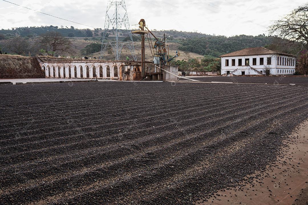 Fazenda em Minas Gerais, Brasil. Café secando os feijões.