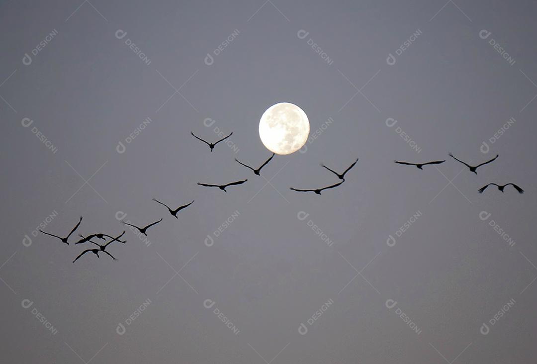 Aves passaros voando sobre bando aguias céu noites