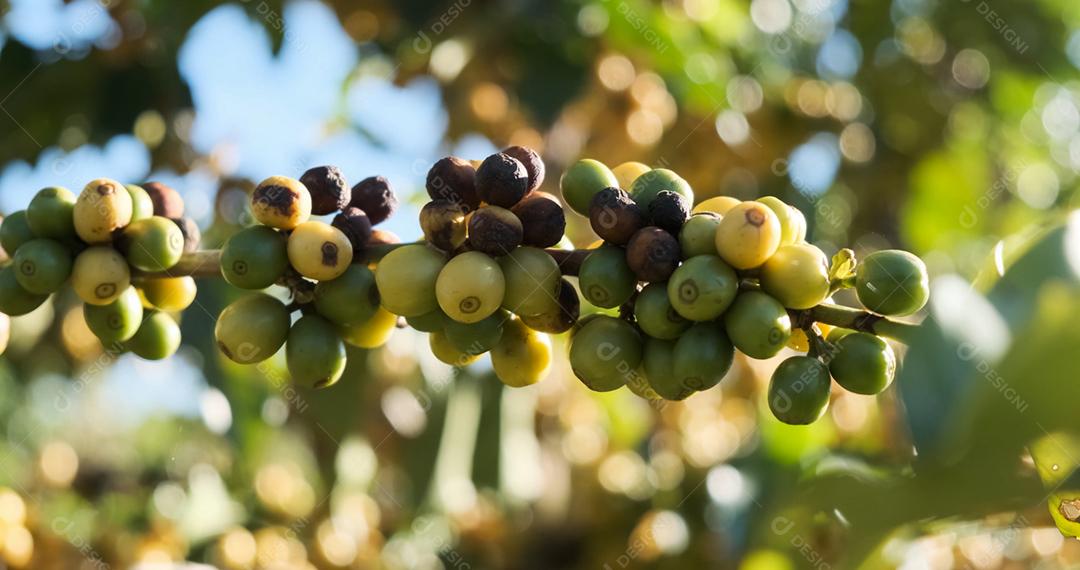 Amadurecimento de grãos de café, café fresco, ramo de bagas vermelhas, agricultura industrial na árvore. Feijão de café na árvore.