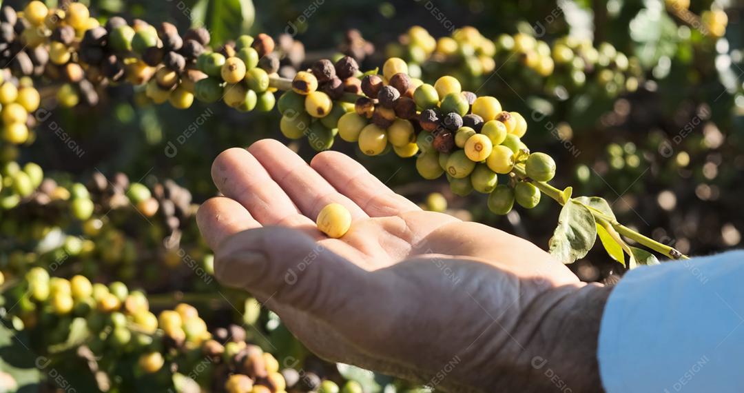 Amadurecimento de grãos de café, café fresco, ramo de bagas vermelhas, agricultura industrial na árvore. Feijão de café na árvore.