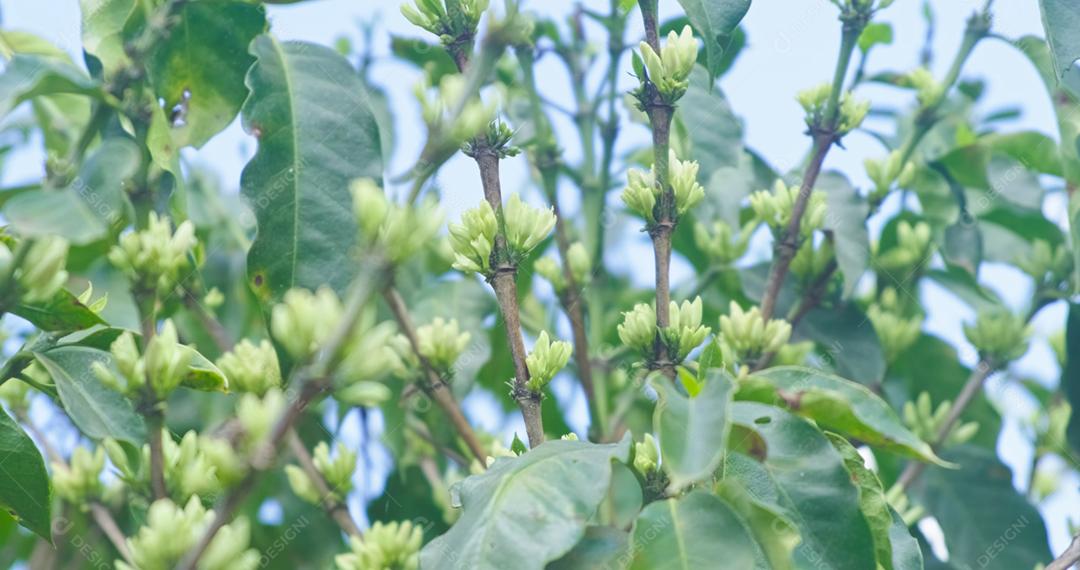 Árvore de café com flores pequenas. Botões de flores. Plantas de café. Brasil.