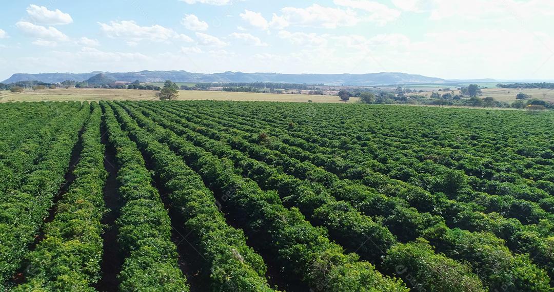 Fazenda de café. Plantação de café vista de cima. Grande fazenda de café. Plantas de café. Minas Gerais, Brasil.