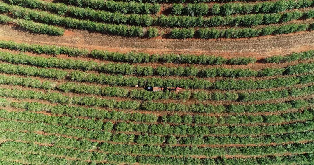Vista aérea de uma fazenda de café. Plantação de café vista de cima. Grande fazenda de café. Plantas de café. Minas Gerais, Brasil.