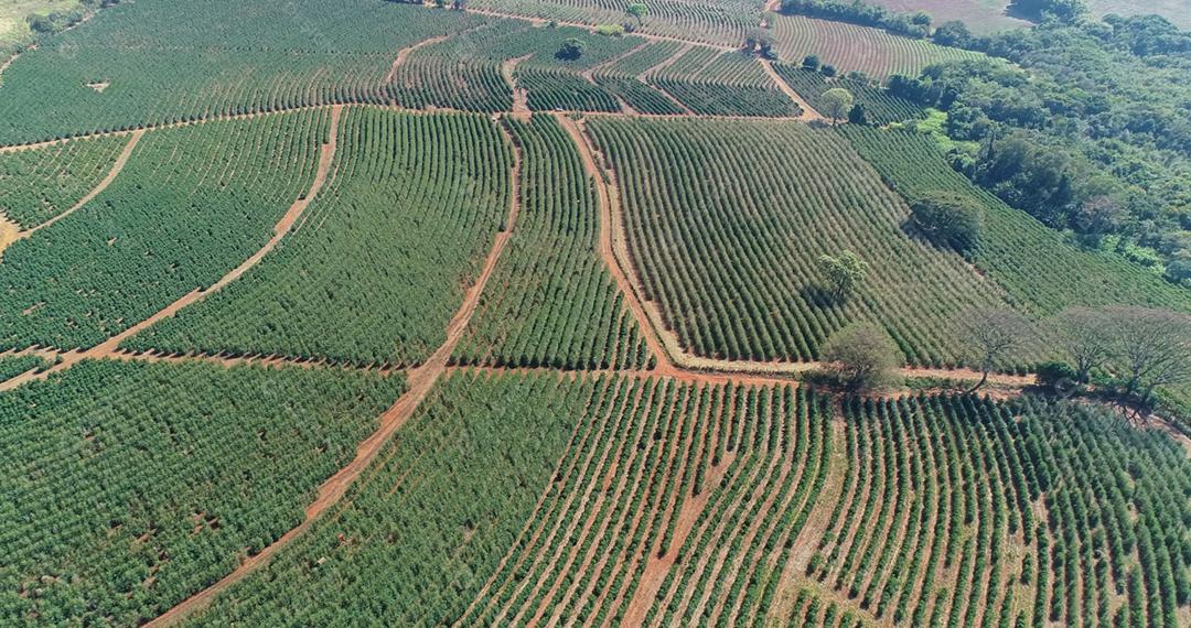 Vista aérea de uma fazenda de café. Plantação de café vista de cima. Grande fazenda de café. Plantas de café. Minas Gerais, Brasil.