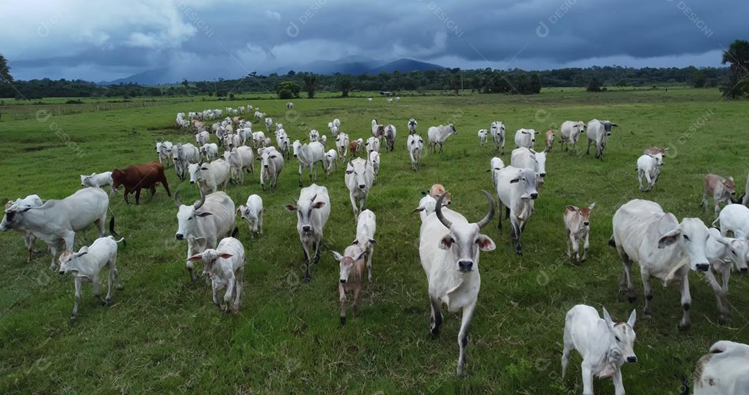 Vista aérea do rebanho nelore gado em pastagem verde no Brasil.