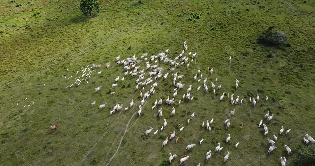 Vista aérea do rebanho nelore gado em pastagem verde no Brasil.