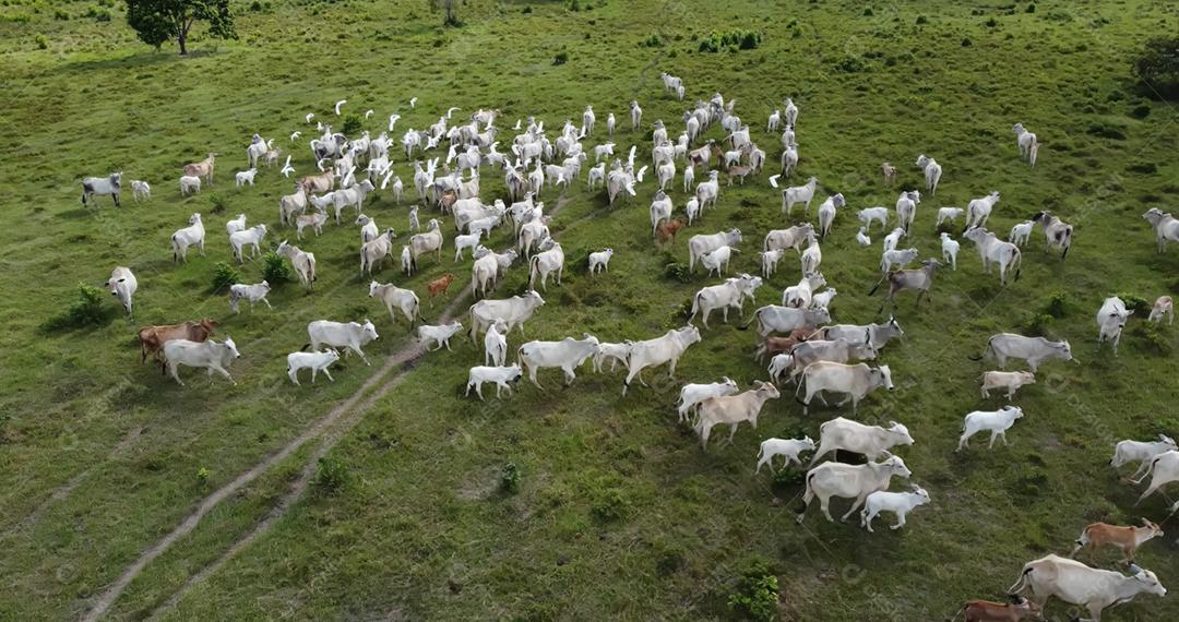 Vista aérea do rebanho nelore gado em pastagem verde no Brasil.
