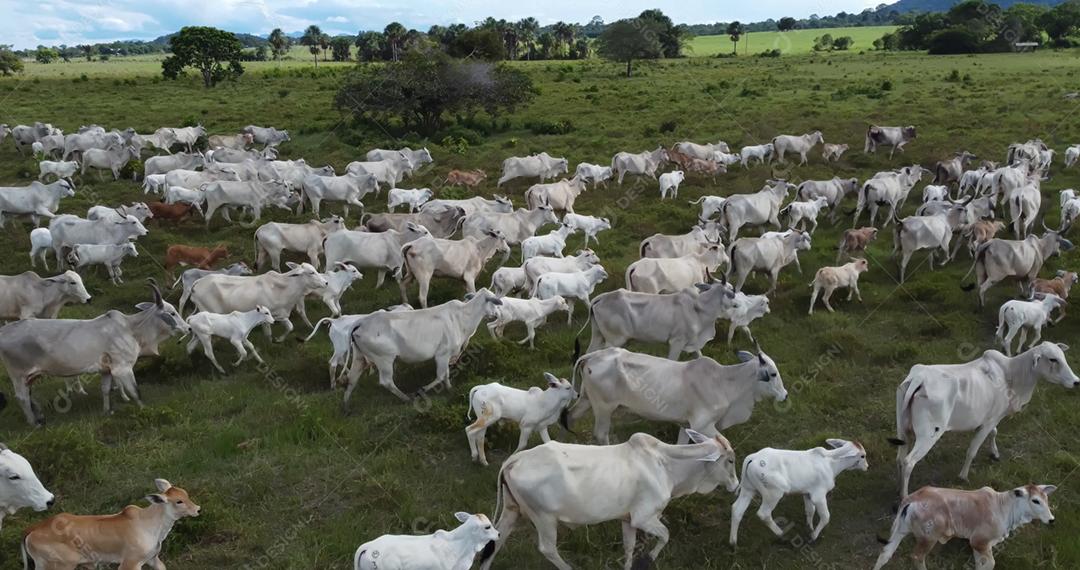 Vista aérea do rebanho nelore gado em pastagem verde no Brasil.