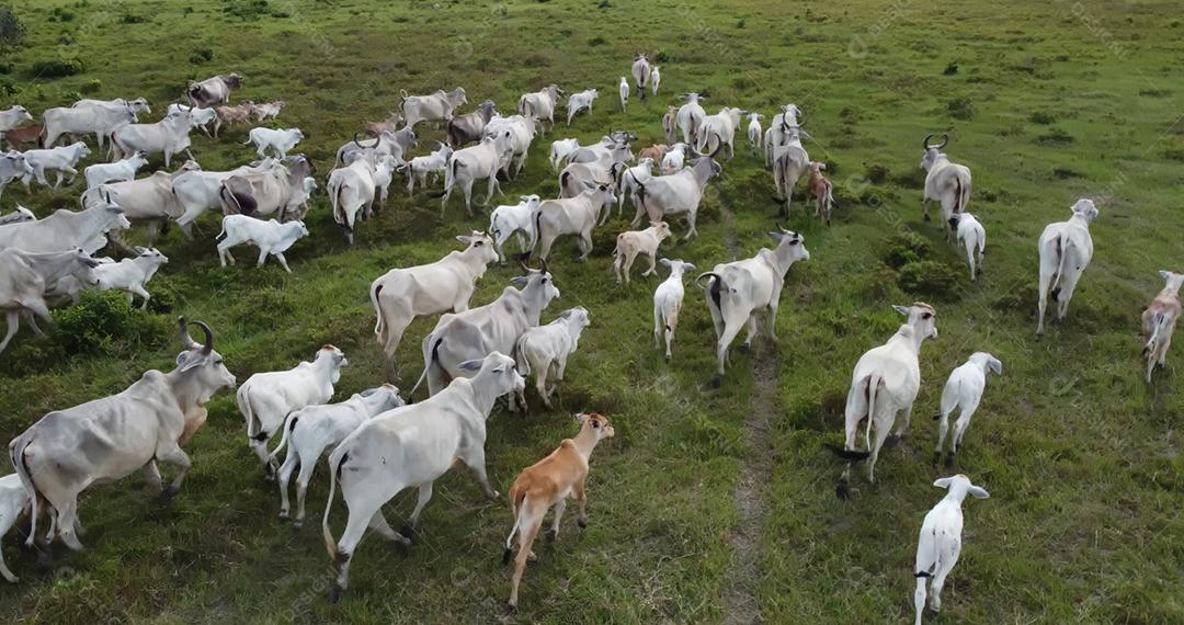Vista aérea do rebanho nelore gado em pastagem verde no Brasil.