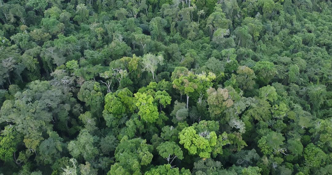 Vista aérea da floresta amazônica no Brasil, América do Sul. Floresta verde. Vista aérea.