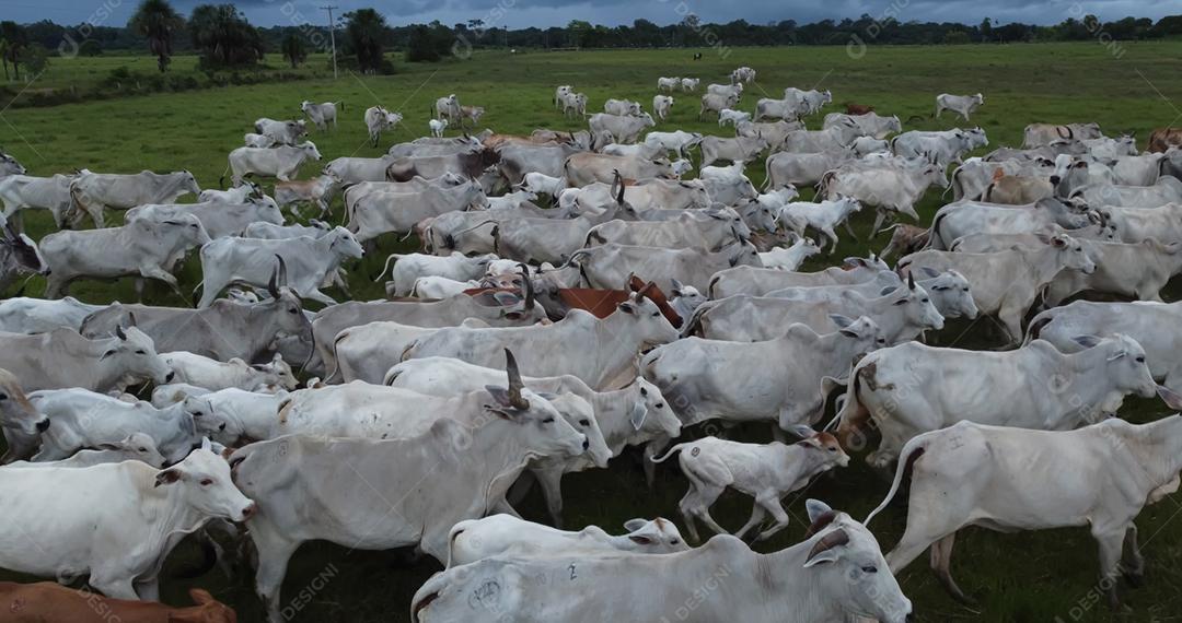 Vista aérea do rebanho nelore gado em pastagem verde no Brasil.