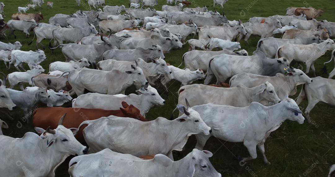 Vista aérea do rebanho nelore gado em pastagem verde no Brasil.