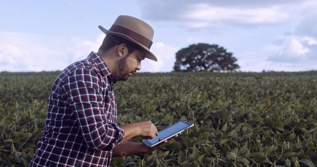 Agricultor latino-americano trabalhando na plantação de soja, examinando o desenvolvimento da cultura no tablet.