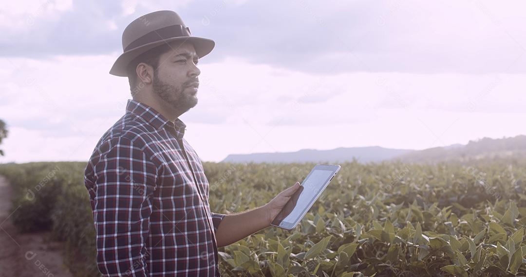 Agricultor latino-americano trabalhando em plantio de soja, examinando