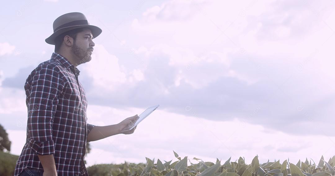 Agricultor latino-americano trabalhando em plantio de soja, examinando