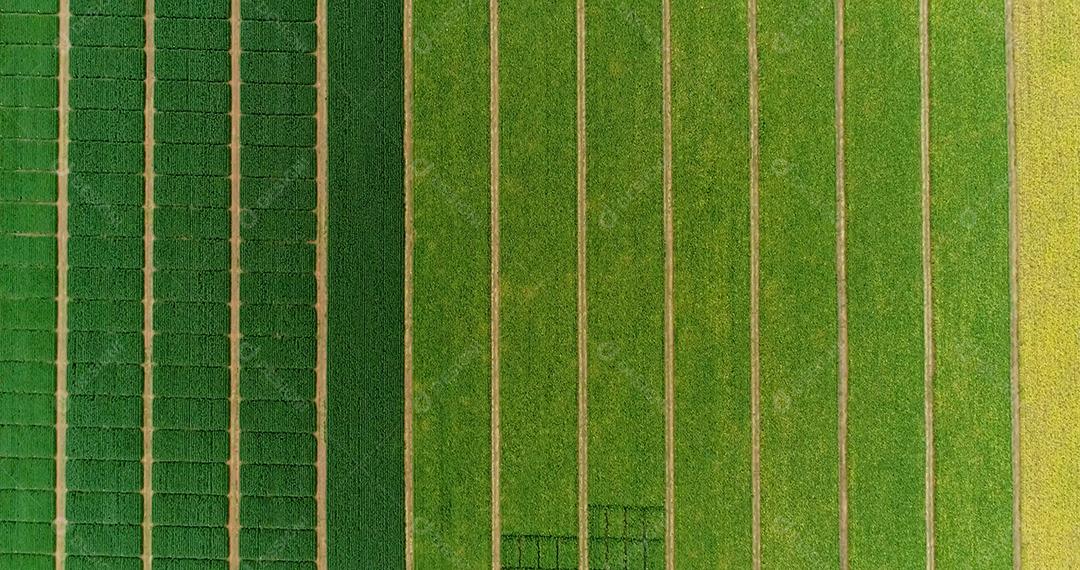 Aéreo voando sobre campos com fardos de palha na hora da colheita.