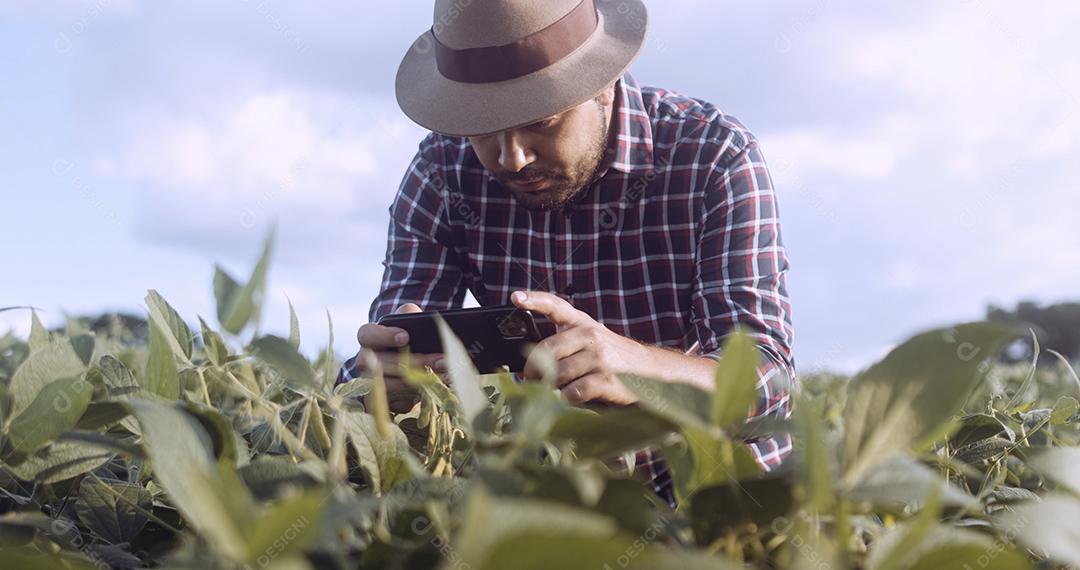 Fazendeiro tirando fotos da plantação de soja. Controle de qualidade