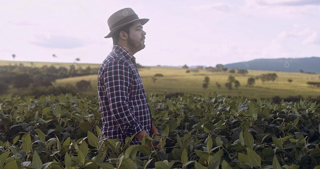 Agricultor latino andando pelo campo verificando safra de soja