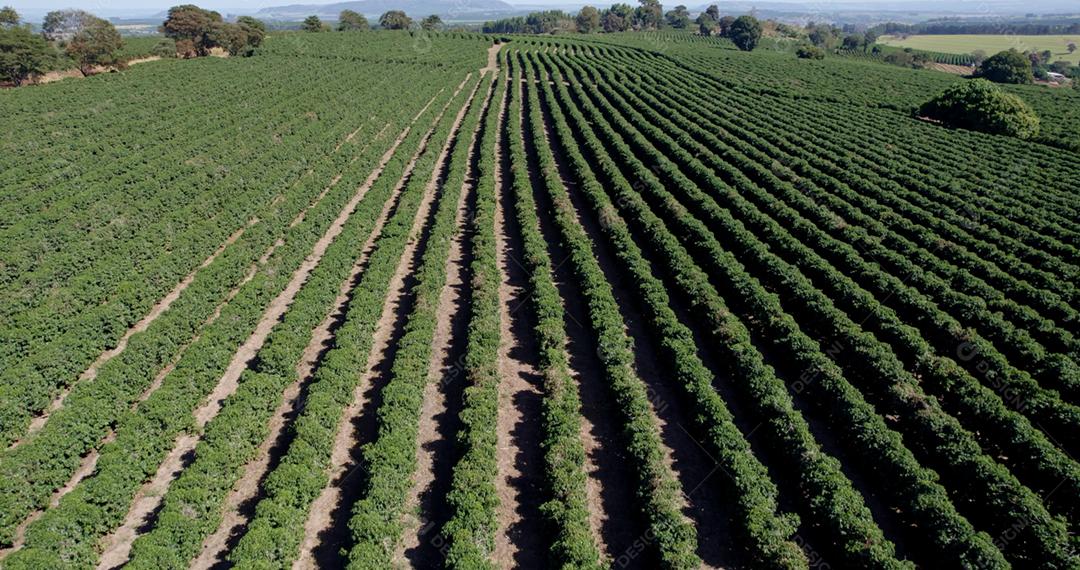 Vista aérea de uma fazenda de café. Plantação de café. Café crescendo. 4K.