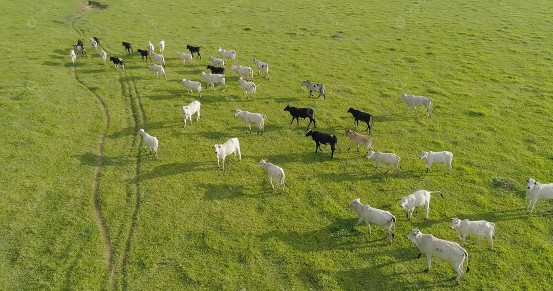 Vista aérea do rebanho nelore cattel em pastagem verde no Brasil